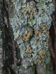 Xanthoria parietina