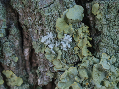 Phaeophyscia orbicularis