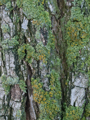 Xanthoria parietina