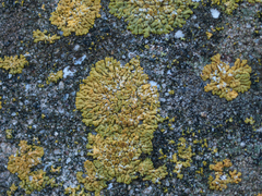 Variospora flavescens