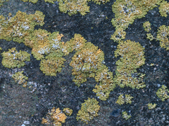 Variospora flavescens
