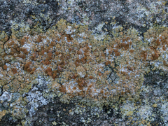 Variospora flavescens