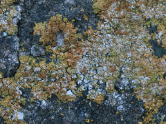 Variospora flavescens