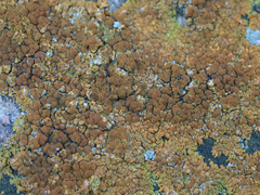 Variospora flavescens