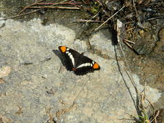 Adelpha bredowii