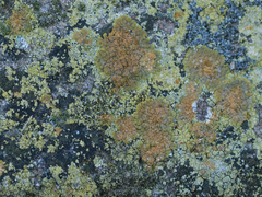 Variospora flavescens