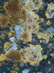 Variospora flavescens