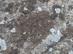 Verrucaria