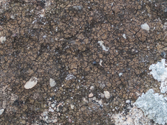 Verrucaria
