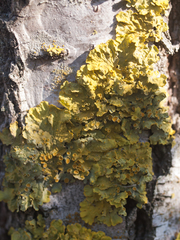 Xanthoria parietina