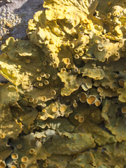 Xanthoria parietina