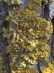 Xanthoria parietina
