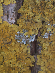 Physcia adscendens