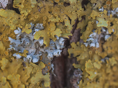 Physcia adscendens