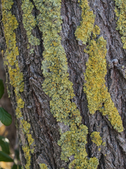 Xanthoria parietina