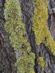 Xanthoria parietina