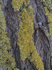 Xanthoria parietina