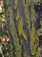 Xanthoria parietina