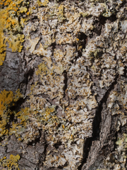 Xanthoria parietina
