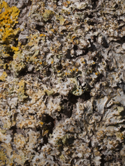 Xanthoria parietina