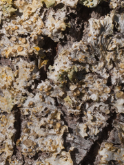 Xanthoria parietina