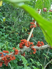 Urera caracasana
