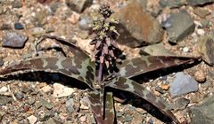 Ledebouria ensifolia