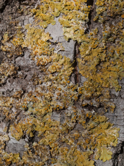 Xanthoria parietina