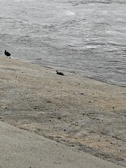 Trachemys scripta elegans