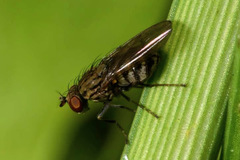 Notiphila