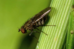 Notiphila