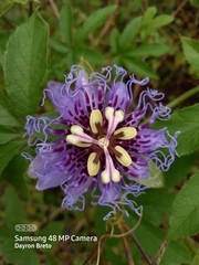 Passiflora pedata