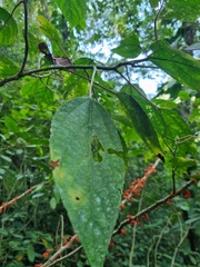 Urera caracasana