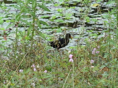 Jacana jacana hypomelaena