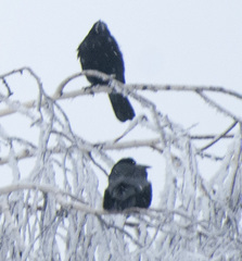 Corvus frugilegus