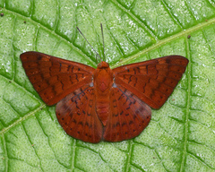 Emesis mandana