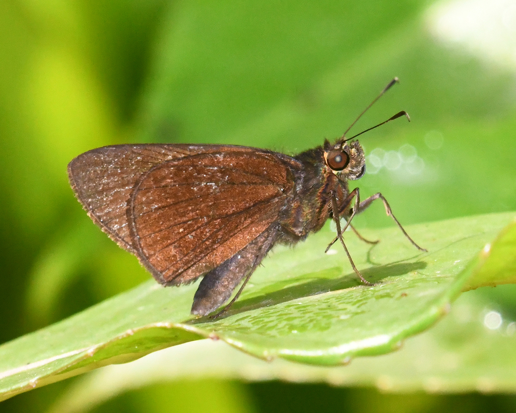 Enosis immaculata