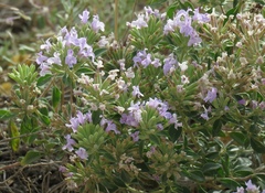 Ziziphora clinopodioides