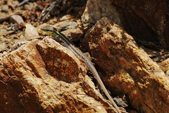 Ophisops elegans macrodactylus