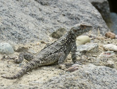 Caucasian Agama photo 1
