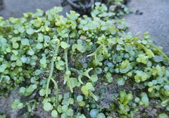 Caulerpa chemnitzia
