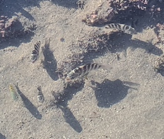 Abudefduf declivifrons