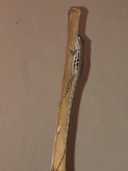 Anolis lineatus