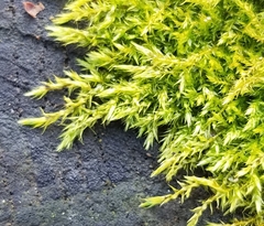 Amblystegium