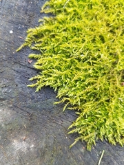 Amblystegium