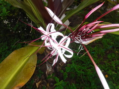 Crinum × amabile