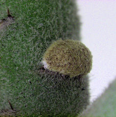 Eriococcus pohutukawa