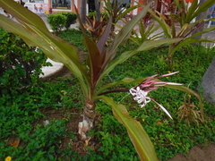 Crinum × amabile