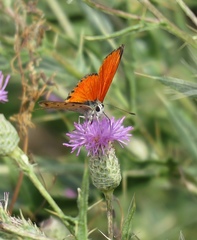 Lycaena thetis