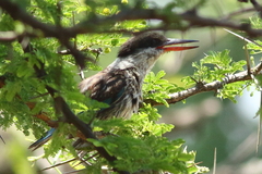 Halcyon chelicuti chelicuti